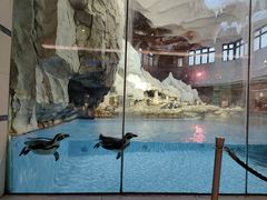 -帝企鹅自助餐厅•儿童岛•真企鹅(长隆企鹅酒店)