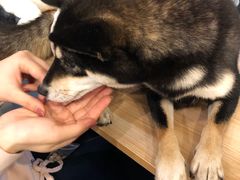 -南京Hallo宠物乐园·哈罗犬舍·柴犬繁育基地