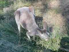 -沈阳森林动物园