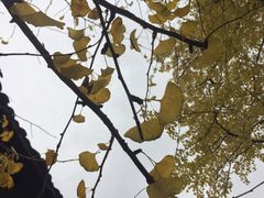 -南雄冯屋银杏山庄