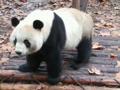 -成都大熊猫繁育研究基地
