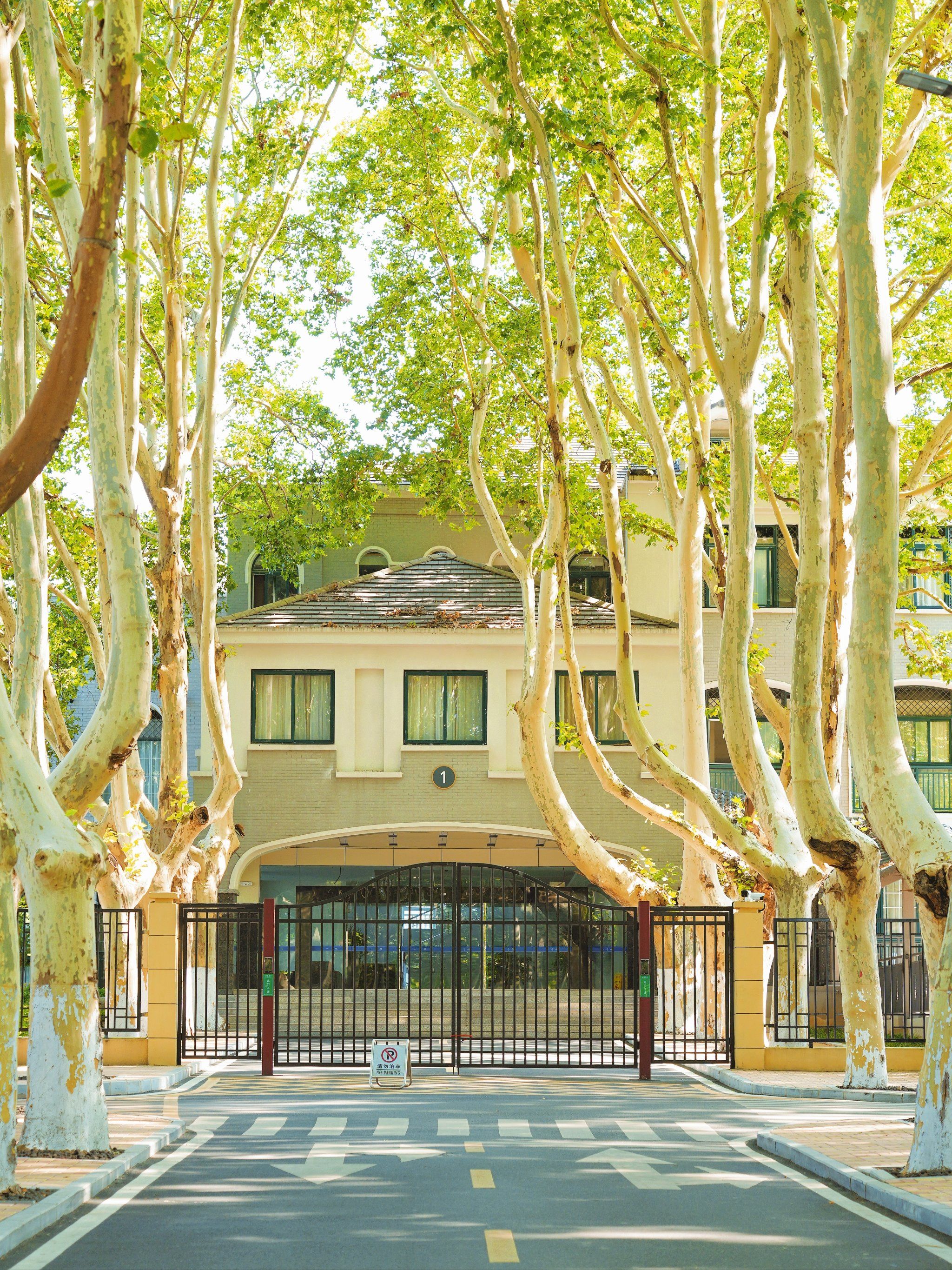 淮南宾馆路•梧桐大道浪漫整座城市