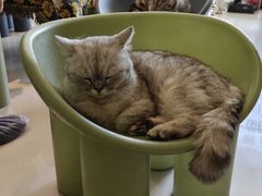 -平行世界·猫咖(首经贸店)
