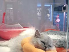 -龟与熊猫宠物公园(南坪店)