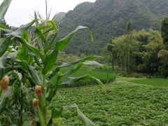 -楠溪江石桅岩