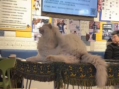 -平行世界·猫咖(首经贸店)