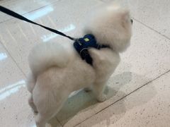 -帕帕拉兹宠物(亚洲旗舰店)