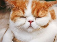 -飞行喵MR PILOT|猫舍·猫咖(静安大融城店)