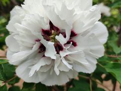 -香山公园