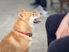 -柴犬高等学院·狗咖·柴犬售卖·宠物训练
