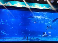 -烟台海昌鲸鲨海洋公园