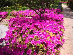 -昆山城市生态森林公园