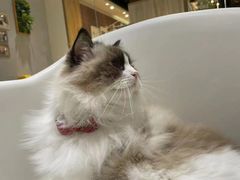 -藏猫猫咖啡主题馆(中央大道店)