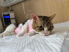 -北京观赏动物医院·24小时大型综合·猫专科·异宠专科