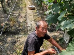 -马陆小张葡萄园农家乐