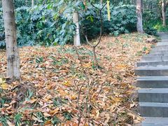 -杭州半山国家森林公园