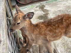 -前小桔亲子创意农场·草莓采摘·露营烧烤