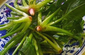 Spinach Root