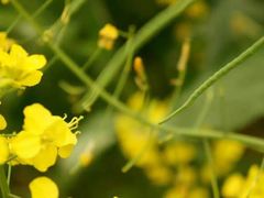-南汇桃花村
