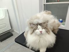 -爱洗澡的猫(天河路店)