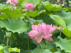 -陈家山荷花公园