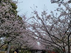 -高东镇樱花园
