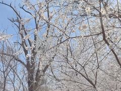 -桃花堤公园