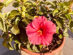 -暨南大学（石牌校区）明湖楼