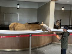 -中国马镇舞马世界主题乐园