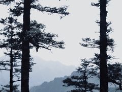 -朱雀国家森林公园