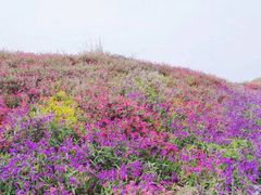 -武陵山森林公园