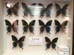13.5-上海大自然野生昆虫馆
