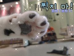 -藏猫猫咖啡主题馆(中央大道店)