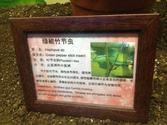 4.1-上海大自然野生昆虫馆