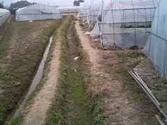 android_upload_pic-尚田草莓姑娘白草莓采摘基地