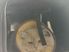 -嘉馨宠物医院·CT影像转诊·心脏科·犬猫全科诊疗中心(下沙大学城院区)