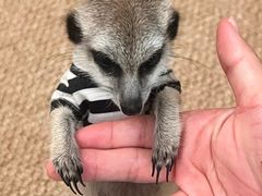 -瑞鹏宠物医院·普外科·影像科·皮肤科(城市山谷分院)