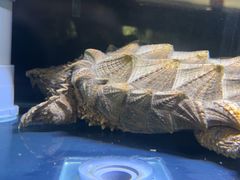 -灵龟之家百象馆(百象馆联合旗舰店)