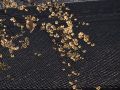 -西安大兴善寺