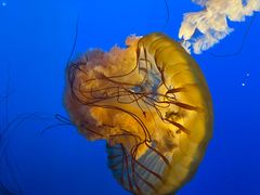 -太平洋海底世界