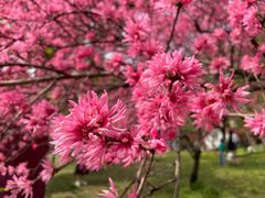 -苏州上方山国家森林公园
