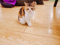 -萌喵咖啡屋(人民东路4号口M16商铺店)