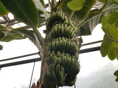 -呀路古热带植物园