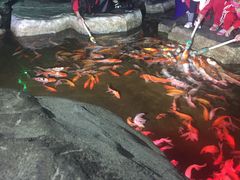 -泉城欧乐堡海洋极地世界