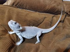 -酷以爬仙阁实体爬宠店·守宫·蜥蜴·专业繁育