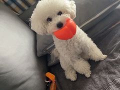 -美联众合动物医院·24h转诊中心