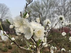 -洛阳市隋唐城遗址植物园