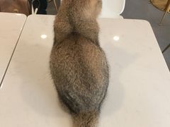 -飞行喵MR PILOT|猫舍·猫咖(静安大融城店)