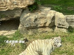 -上海野生动物园
