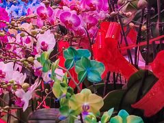 -花鸟鱼虫鲜花绿植市场(玉泉路店)